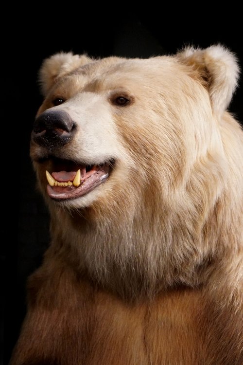 bear  close up  animal