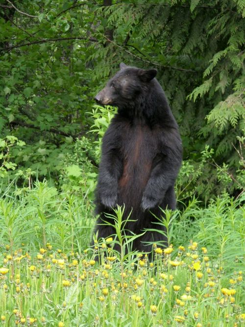 bear black bear animal