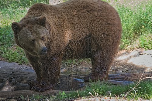 bear  animal  nature
