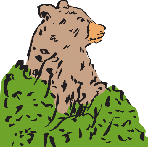 bear brown bear ursus