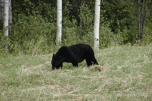 bear black animal