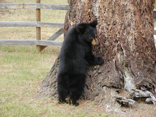 bear cub animal