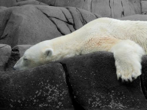 bear polar bear animals