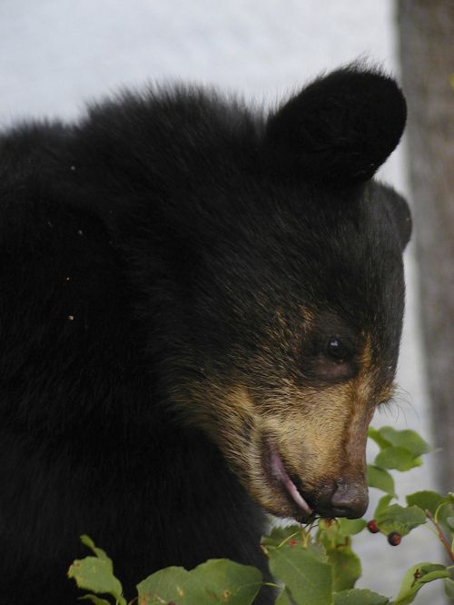 bear cub black