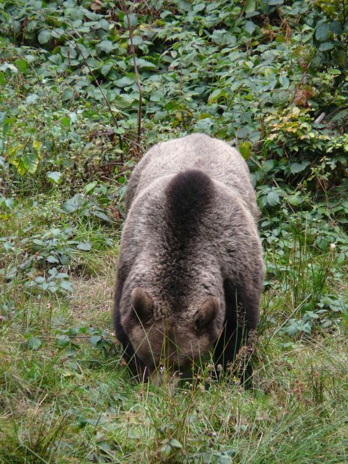 bear brown bear forest