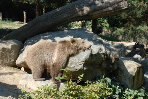 bear brown animals