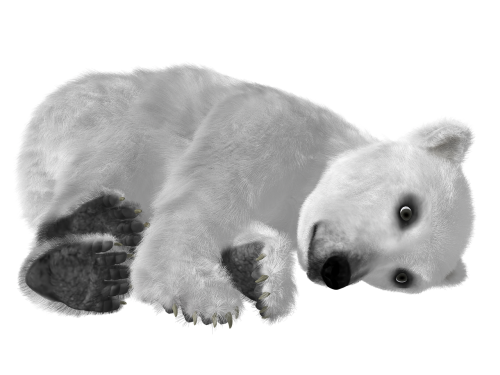 bear polar bear young
