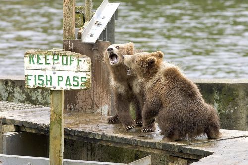 bear cubs brown