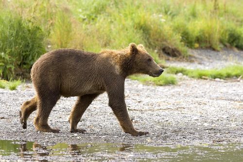 bear cub brown