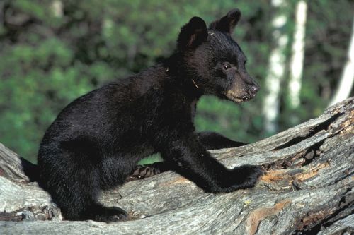 bear cub black