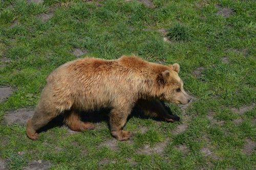 bear brown bear fur