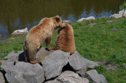 bear brown bear fur