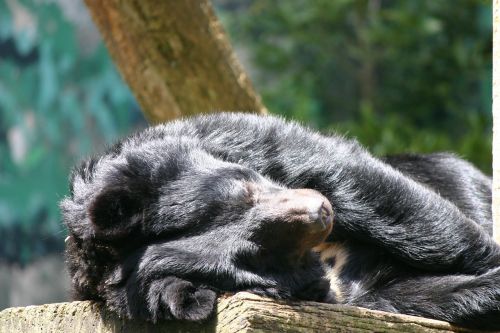 bear animal zoo