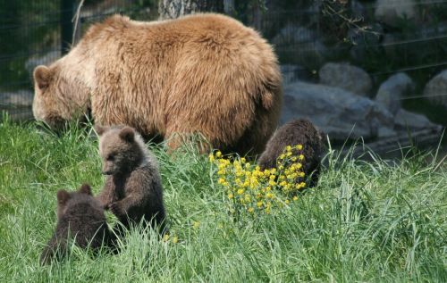 bear animals brown bear