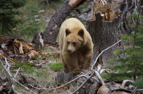 bear lassen national park