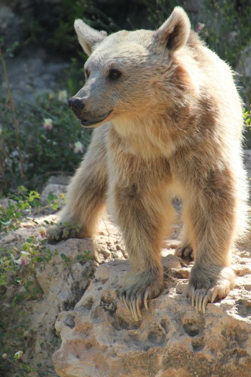 bear animal white