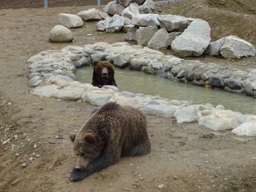 bear park zoo