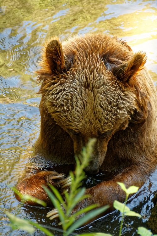 bear brown bear wild