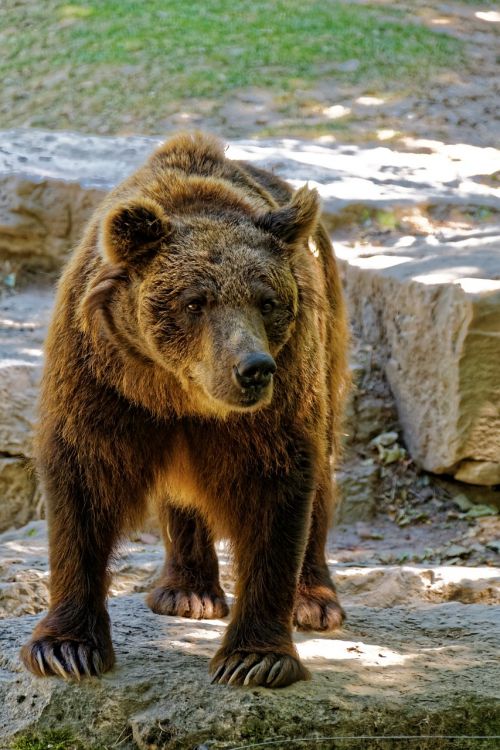 bear brown bear wild