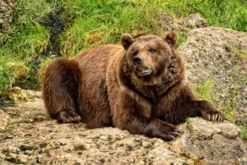 bear brown bear wild animal