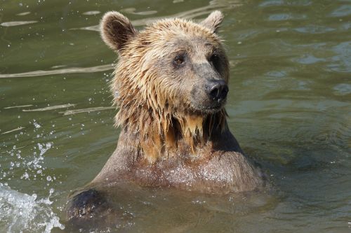 bear water wet