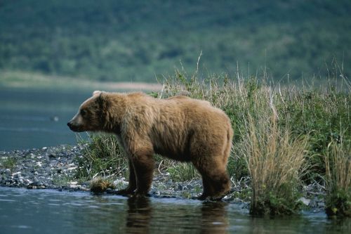 bear water standing