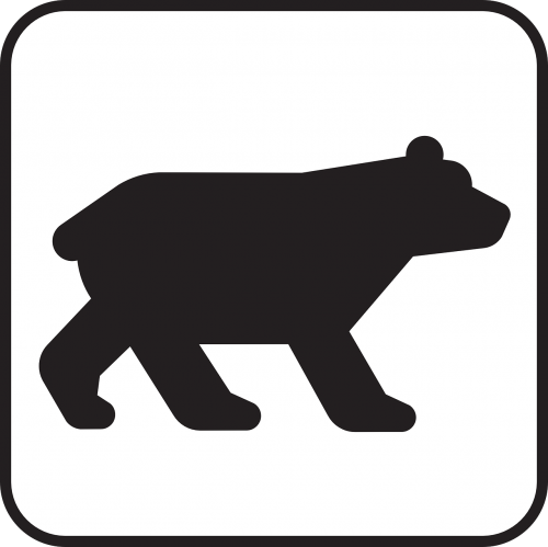 bear wildlife animal