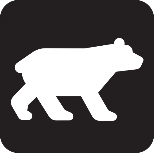 bear wildlife animal