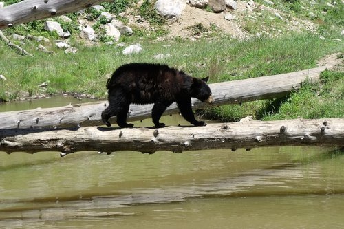 bear cub  river  bear