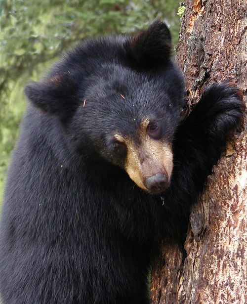 bear cub bear tree