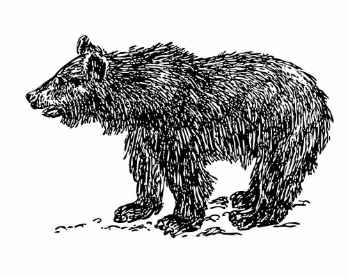Bear Cub Clipart Illustration