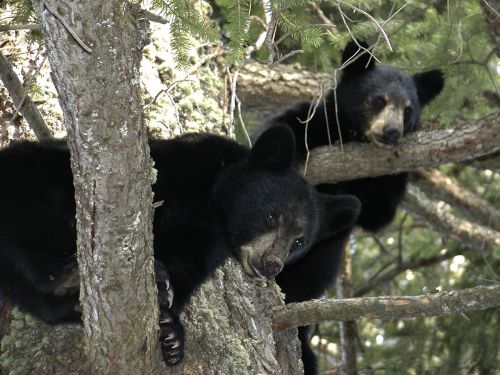 bear cubs animal black