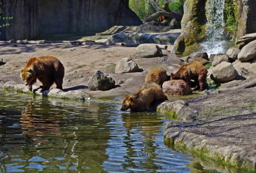 bear family bear animal