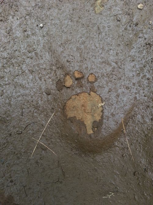 Bear Footprint