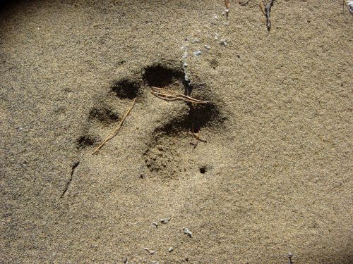 Bear Footprint