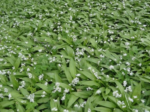 bear garlic undergrowth green