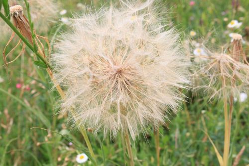 beard dandelion giant