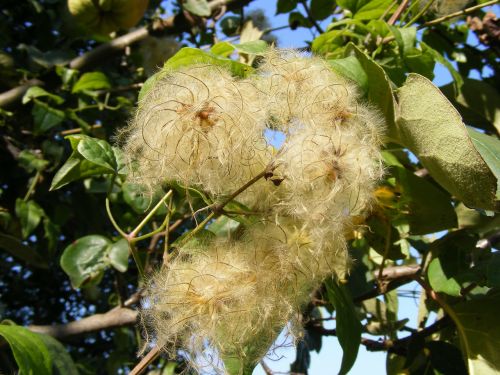 beard clematis climbing