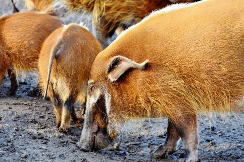 beard pig pig boar