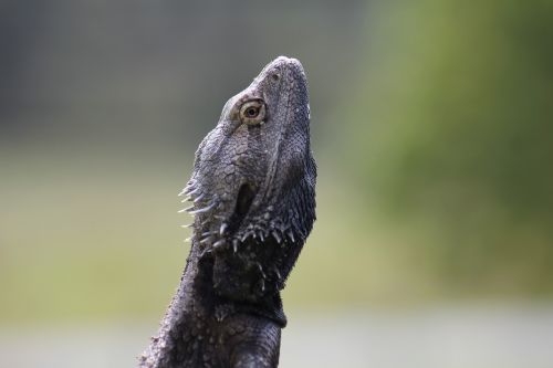 bearded dragon reptile