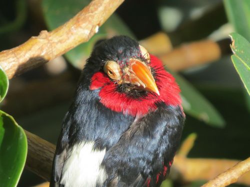 bearded barbet exotic bird close-up