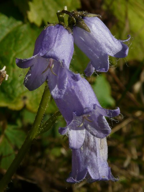 bearded bellflower blossom bloom