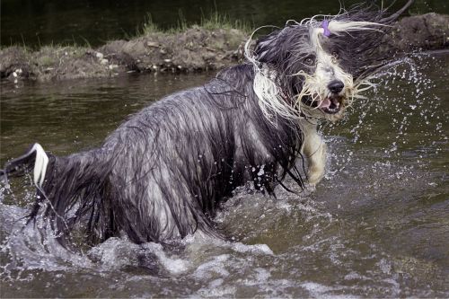 bearded collie dog wet