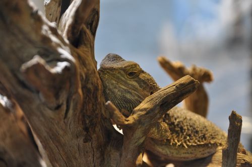 bearded dragon reptile terrarium