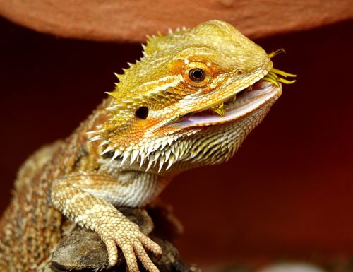 bearded dragon australia lizard