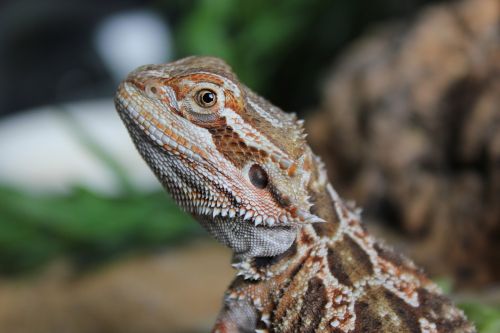 Bearded Dragon