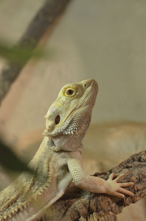bearded dragon reptile pogona vitticeps