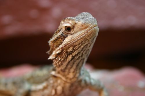bearded dragon reptile lizard