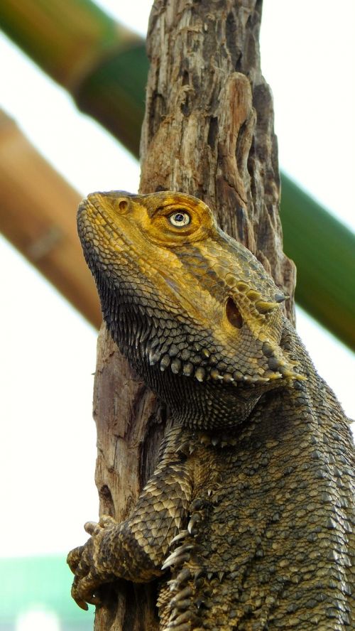 bearded dragon reptile lizard