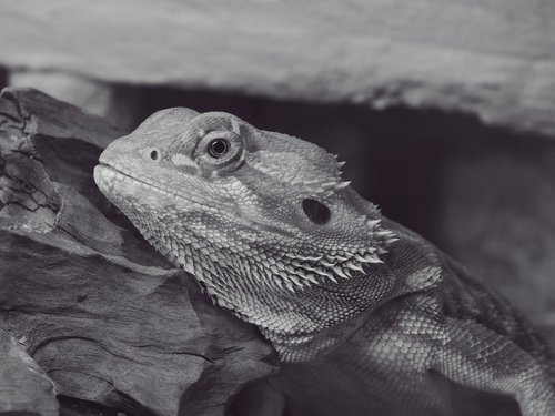 bearded dragon  lizard  reptile